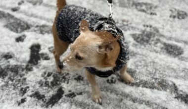 un chien meurt électrocuté au parc Monceau, une dizaine d'autres touchés et un maître blessé