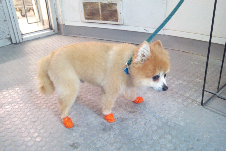 En 2015, un chien avec des protections au niveau des pattes. 