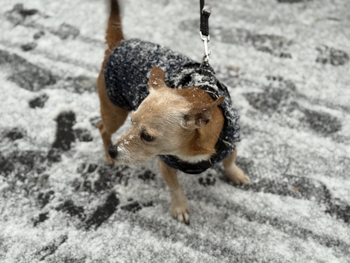 un chien meurt électrocuté au parc Monceau, une dizaine d'autres touchés et un maître blessé