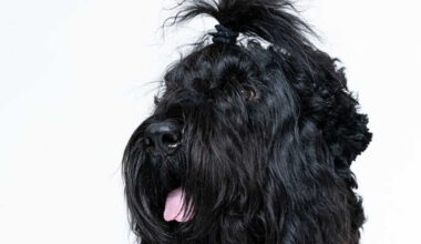 Chiens et chats prennent la pose: la folie des portraits animaliers au Royaume-Uni