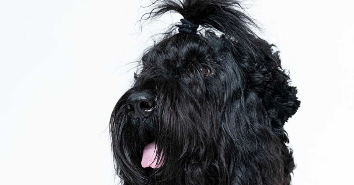 Chiens et chats prennent la pose: la folie des portraits animaliers au Royaume-Uni