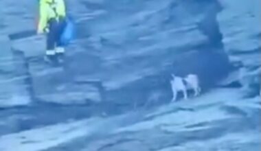 un chien perché à une hauteur vertigineuse secouru sur une falaise au Royaume-Uni