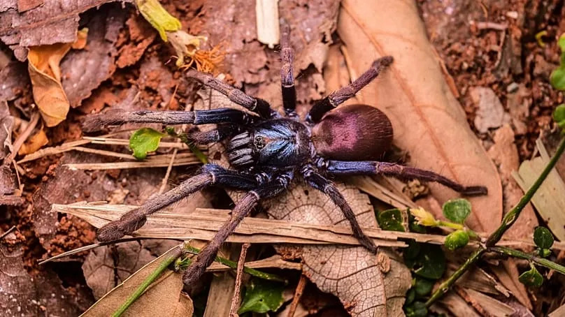 Une femelle Cilantica devamatha, une espèce de tarentule iridescente.