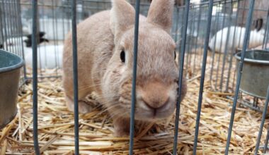 L214 organise une action devant un magasin pour protéger les lapins