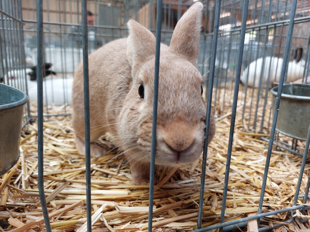 L214 organise une action devant un magasin pour protéger les lapins