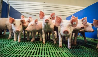 du lisier déversé par accident dans un cours d'eau, l'agriculteur risque gros