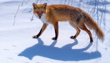 Hokkaido jour 16 : épilogue