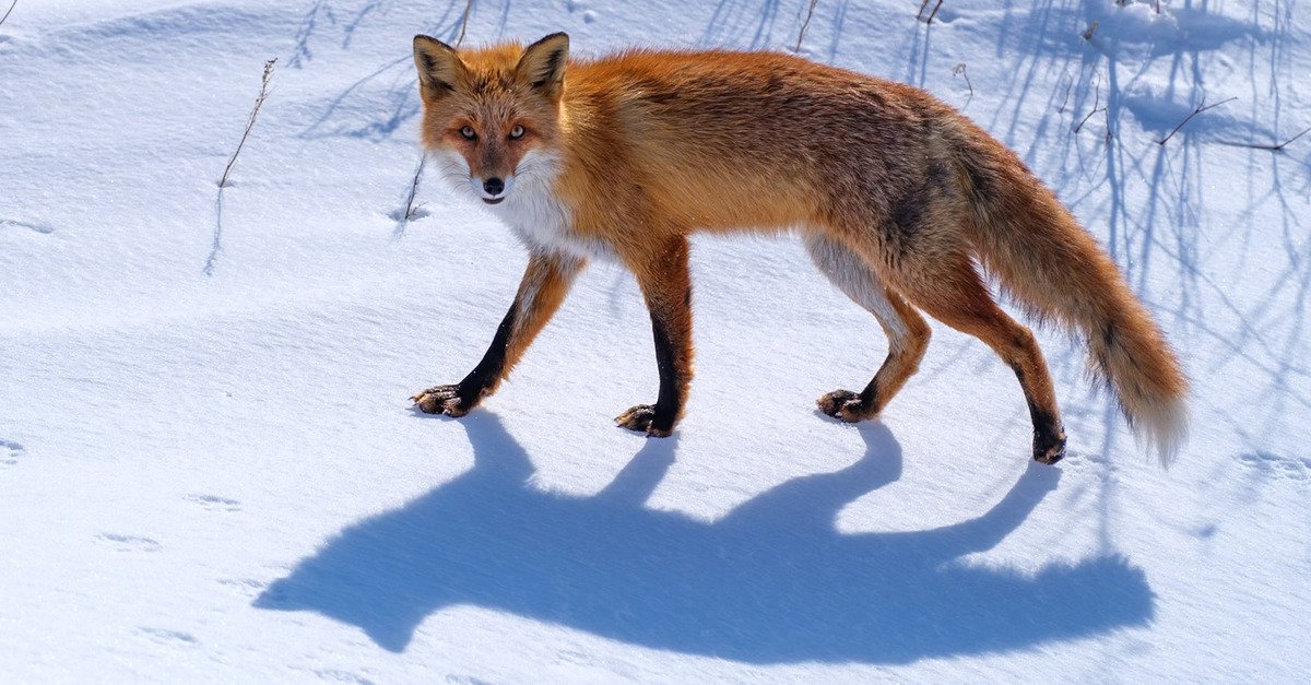 Hokkaido jour 16 : épilogue