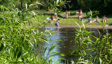 Bilharziose en Europe : d’où vient cette maladie parasitaire et comment s’en protéger ?