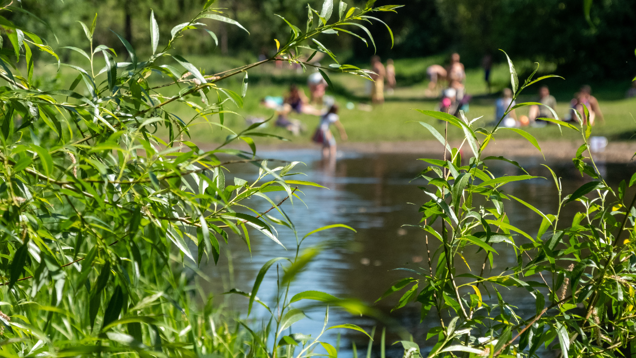 Bilharziose en Europe : d’où vient cette maladie parasitaire et comment s’en protéger ?