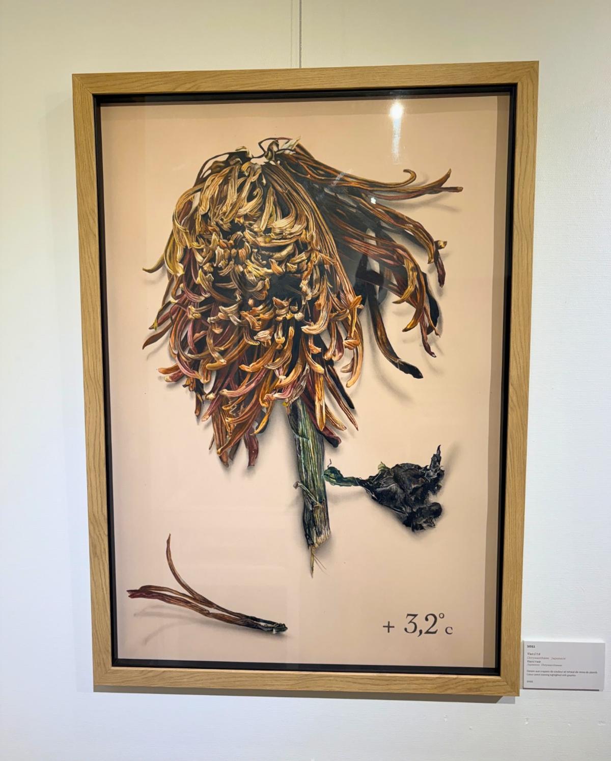 L’artiste plasticienne bretonne 1011 – de son vrai nom Laurence Gervot-Rostaing – s’empare du Jardin botanique de Bordeaux. Ici, « Vanité (chrysanthème japonais) ».