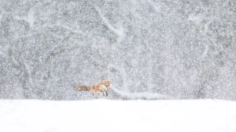 Une scène rare : un renard bondissant dans la poudreuse, sans doute à la recherche d’une souris