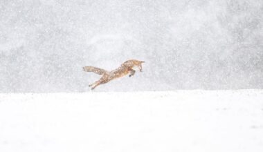 découvrez des images rares, "observer sans être vu"