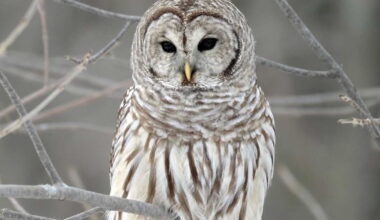 États-Unis: l’abattage de 450 000 chouettes rayées divise