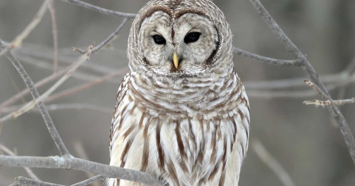 États-Unis: l’abattage de 450 000 chouettes rayées divise