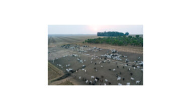 L'accord UE-Mercosur aura des conséquences dévastatrices pour les animaux ⋆ Savoir Animal