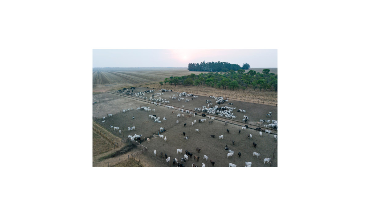 L'accord UE-Mercosur aura des conséquences dévastatrices pour les animaux ⋆ Savoir Animal