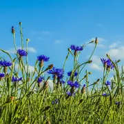 Exposition photographique Fleurs des villes, fleurs des champs