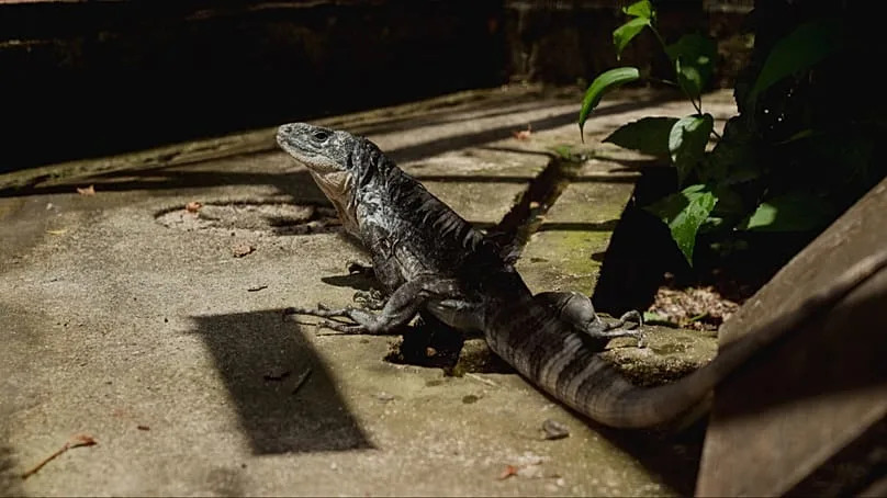 L’iguane à queue épineuse d’Utila (Ctenosaura bakeri) vit dans les mangroves de l’île hondurienne d’Utila.