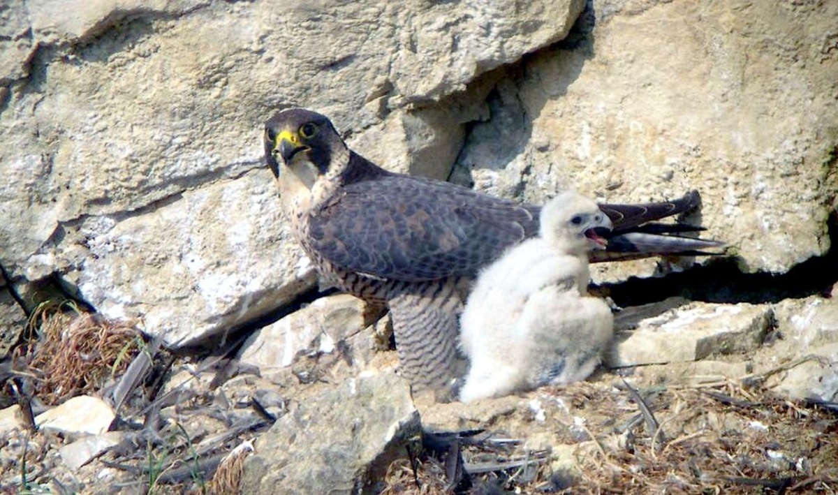 faucon p&egrave;lerin