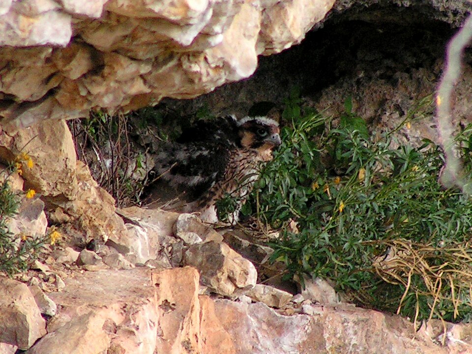 faucon pèlerin