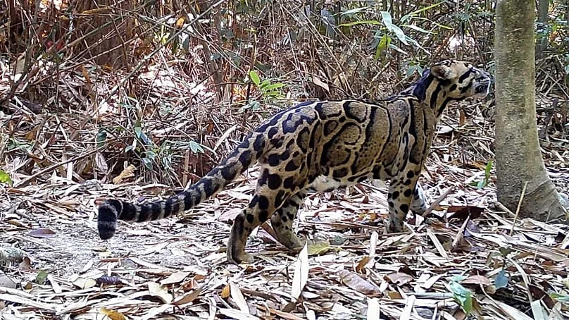 Panthère nébuleuse (Neofelis nebulosa) photographiée lors d’un suivi par pièges photographiques mené par l’équipe Cambodge de l’ONG internationale de conservation de la nature, Fauna & Flora.