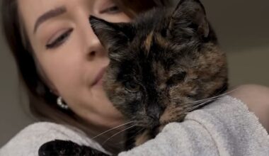 Au Royaume-Uni, cette chatte a atteint un âge record !