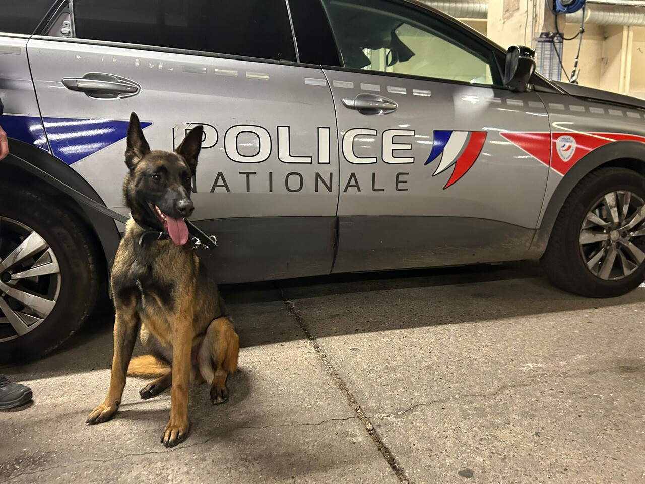 Vidéo. VIDEO. Abandonné dans un refuge, le chien Galbi a été adopté par la police et découvre sa nouvelle vie à Nancy