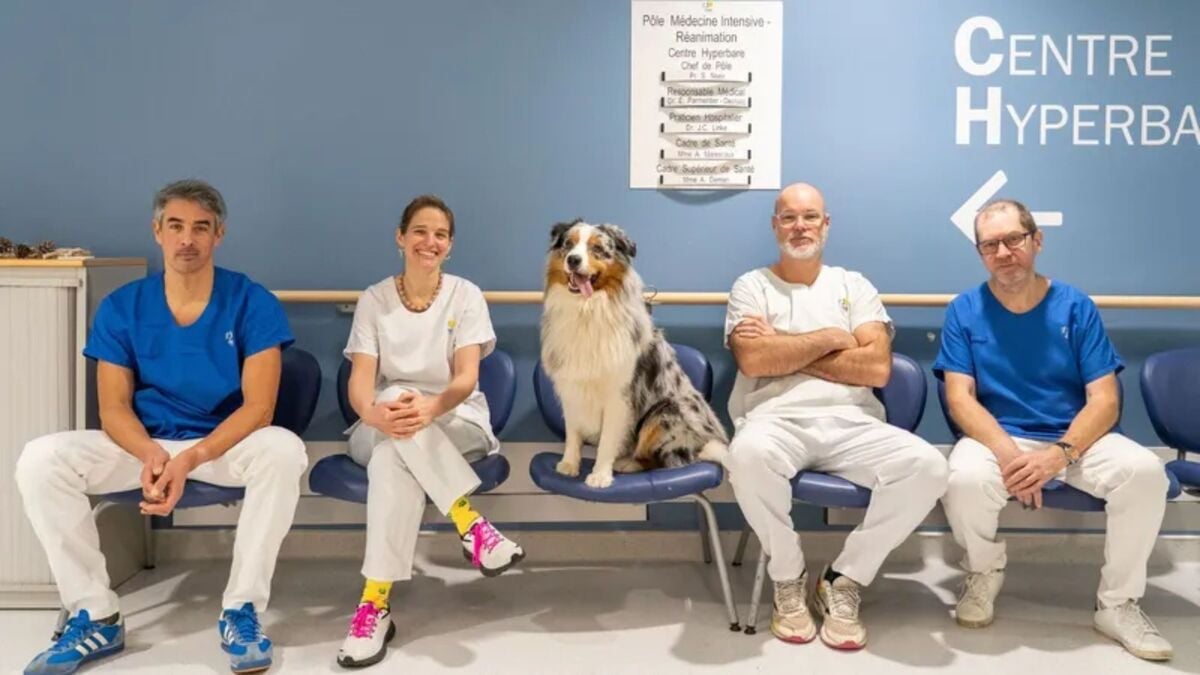 À l’hôpital de Lille, ce chien aide les patients à réduire l’anxiété et la douleur