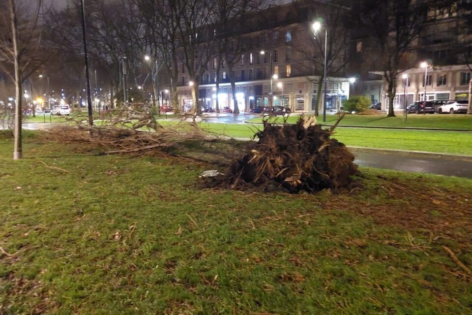 Des rafales de vent jusqu'à 156 km/h ont été enregistrées en Seine-Maritime dans la nuit de jeudi à vendredi. Plusieurs arbres ont été déracinés, comme ici avenue Foch, au Havre.