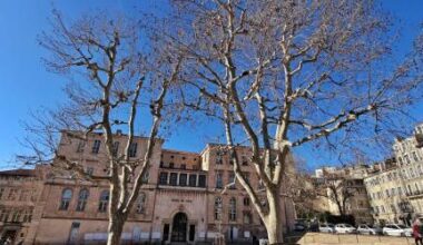 Place Bargemon, encore un platane à abattre