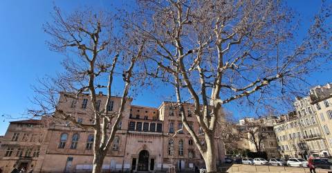 Place Bargemon, encore un platane à abattre