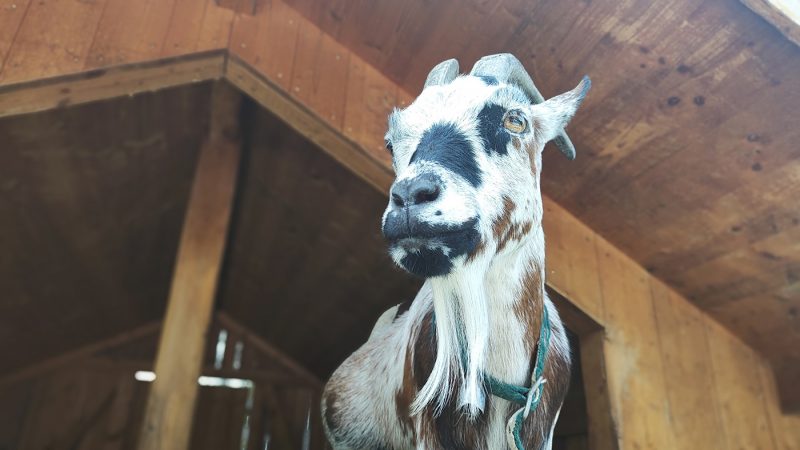 Heididorf (33) Heidi Suisse chèvre