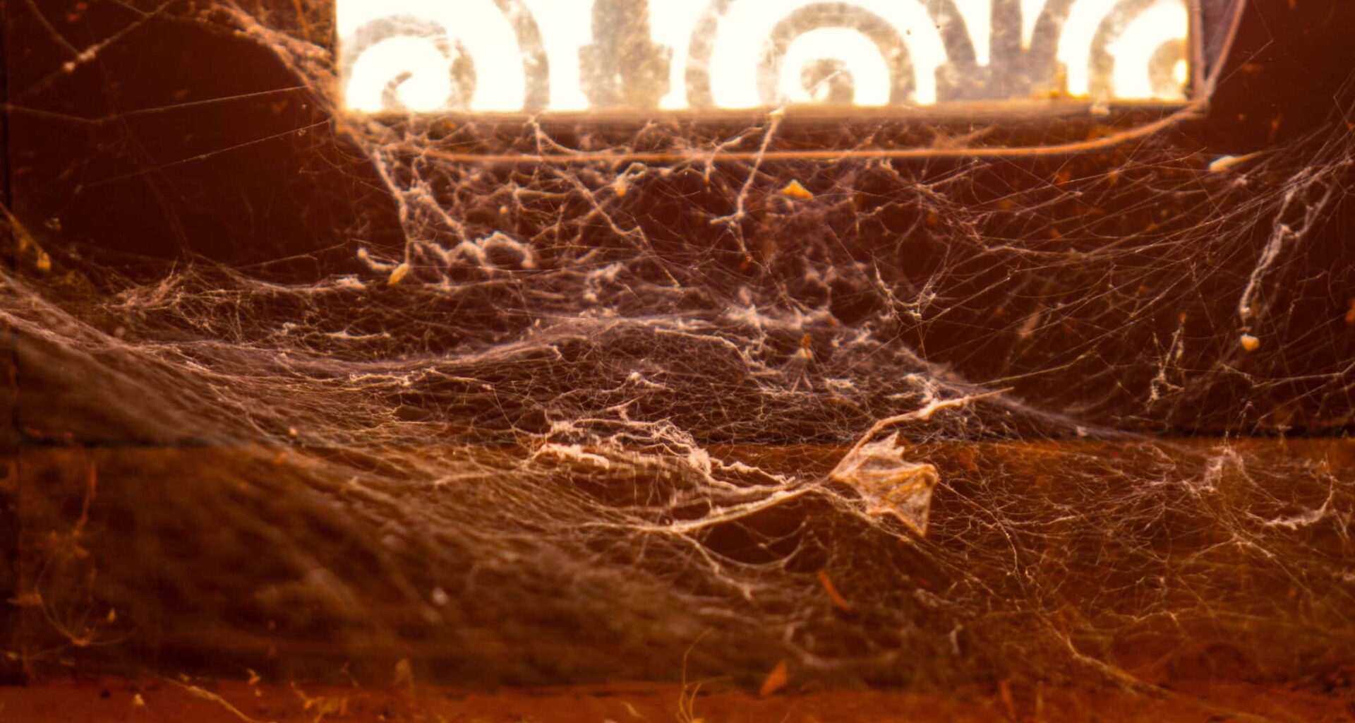 Ce qu'il s'est passé lorsqu'une famille du Kansas a vécu avec 2 000 araignées venimeuses pendant plus de 5 ans