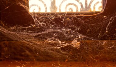 Ce qu'il s'est passé lorsqu'une famille du Kansas a vécu avec 2 000 araignées venimeuses pendant plus de 5 ans