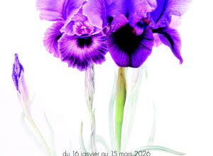 Illustration "Iris du Levant"