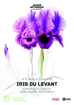 Illustration "Iris du Levant"