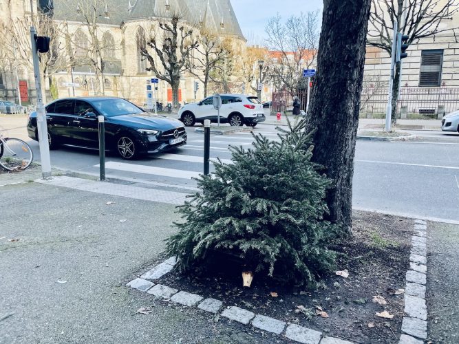 sapin à la rue