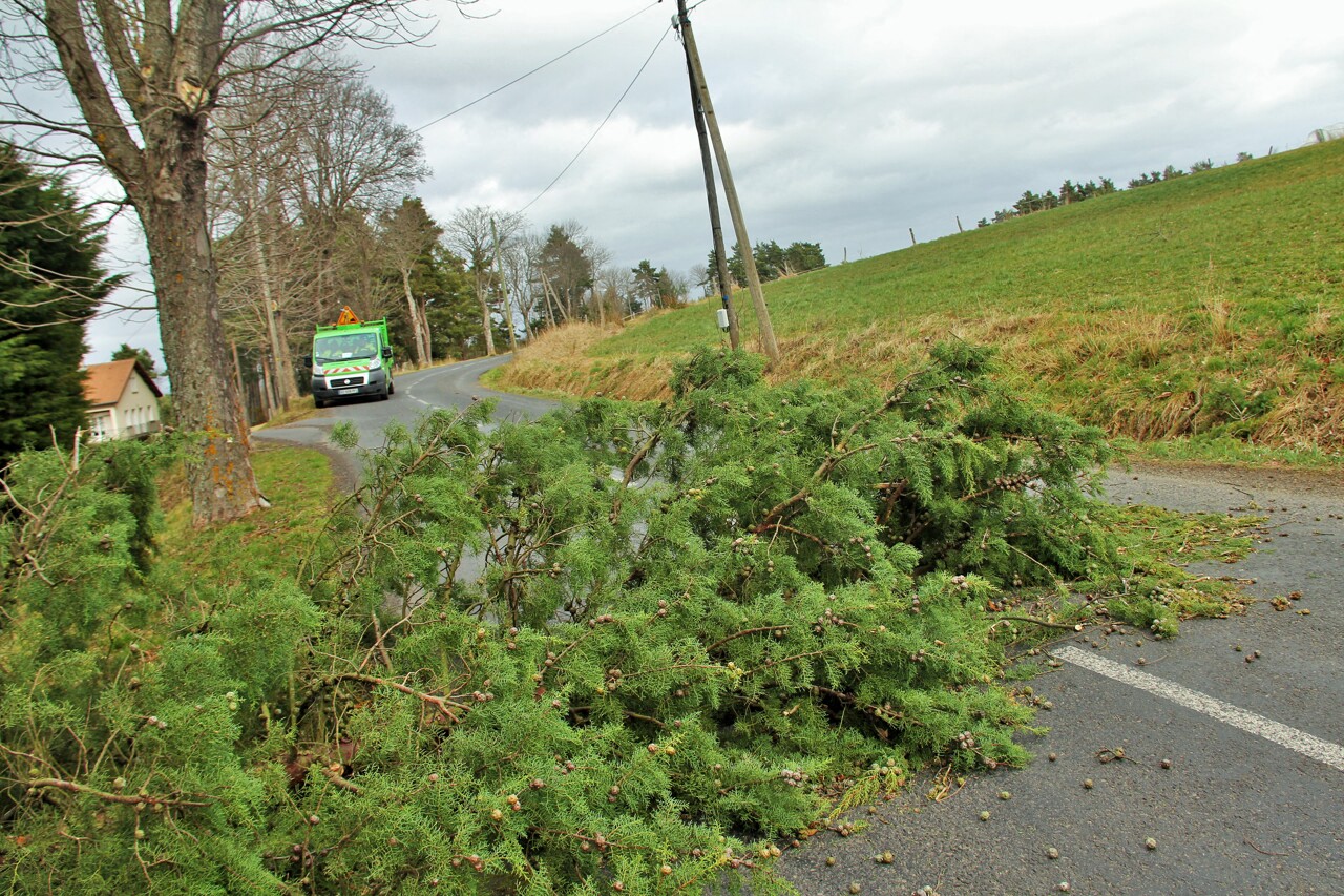 arbres tombés, câbles arrachés… Quelles conséquences en Ille-et-Vilaine ? On fait le point