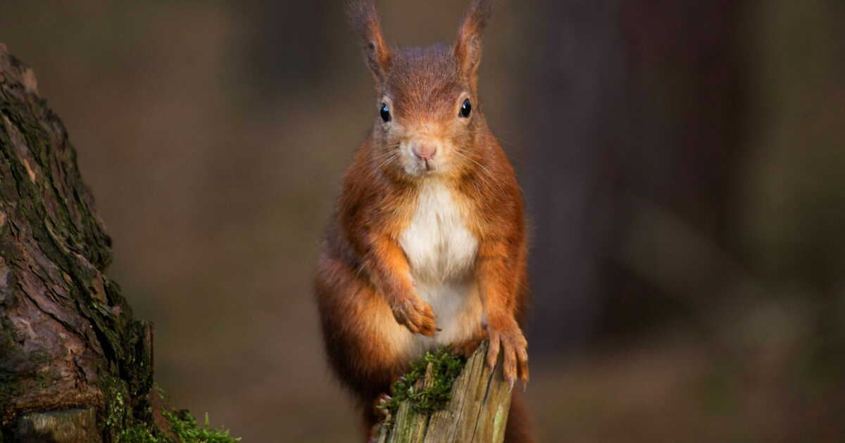 L’écureuil roux est en danger au Royaume-Uni; ses alliés ont de quoi l’aider à survivre