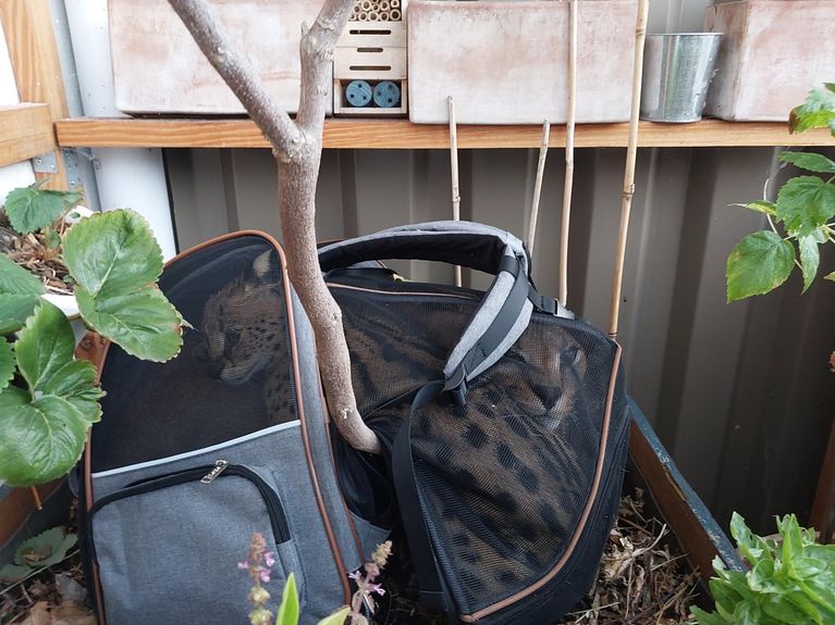 L'individu a jeté le caracal et le serval par la fenêtre depuis son logement en Ile-de-France.  - Douane française