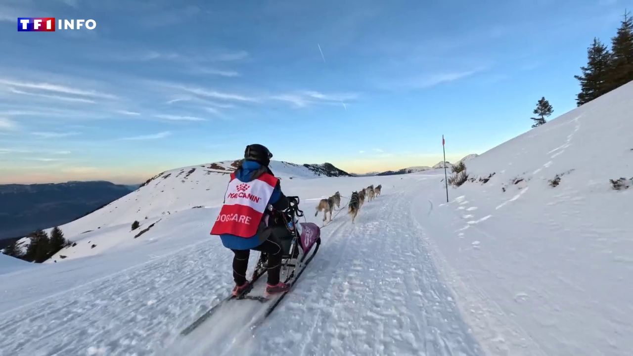 "C'est l'une des courses les plus dures d'Europe" : La Grande Odyssée Royal Canin 2026, une course unique pour défier les meilleurs mushers
