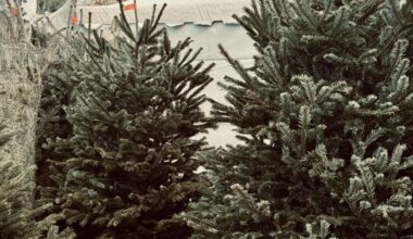 des points de collecte pour vos sapins après les fêtes