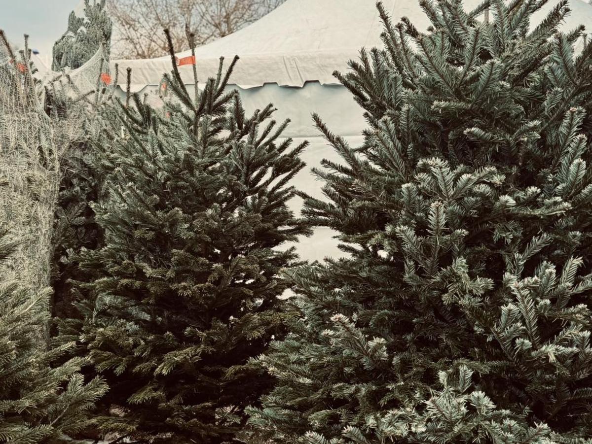 des points de collecte pour vos sapins après les fêtes