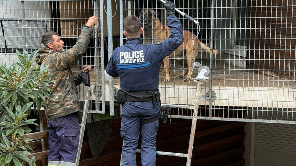 Un chien enfermé sur un balcon depuis des mois à Marseille, l'animal vivait au milieu de ses excréments