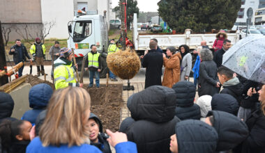 Montpellier : 50 000 arbres pour une ville nature