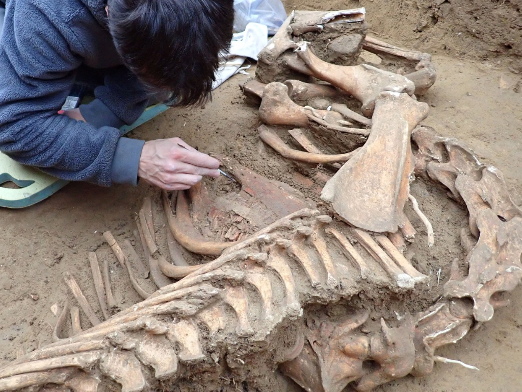 Lyon. Les archéologues font une découverte marquante sous ce cimetière en chantier