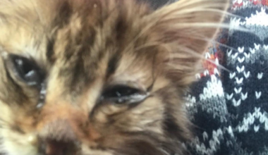 Près de Nice. Des dizaines de chats à l'agonie retrouvés dans une maison des "horreurs"