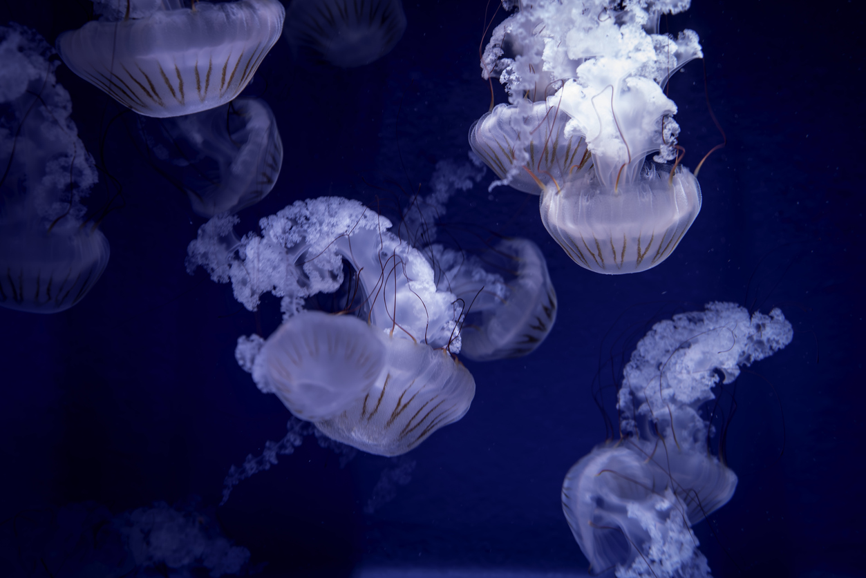 méduses sens direction eau mer déplacer plage Espagne
