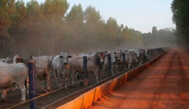 L’Union européenne et les pays du Mercosur s’apprêtent à signer l’accord